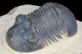 Paralejurus Trilobite Fossil - Foum Zguid, Morocco #75480-1